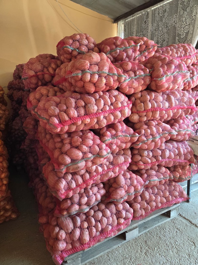 SPRZEDAM ZIEMNIAKI BELLA ROSA – KALIBER 55+ – DO 100 TON Producent rolny oferuje do sprzedaży ziemniaki konsumpcyjne odmiany Bella Rosa, kaliber 55+
