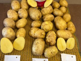 Oferujemy ziemniaki z własnej produkcji z FITO, z możliwością
