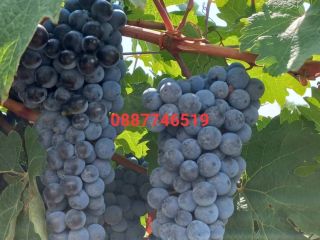 Winogrona Cabernet Sauvignon i Rkatsiteli. Okręg Płowdiw, z Matenicą,