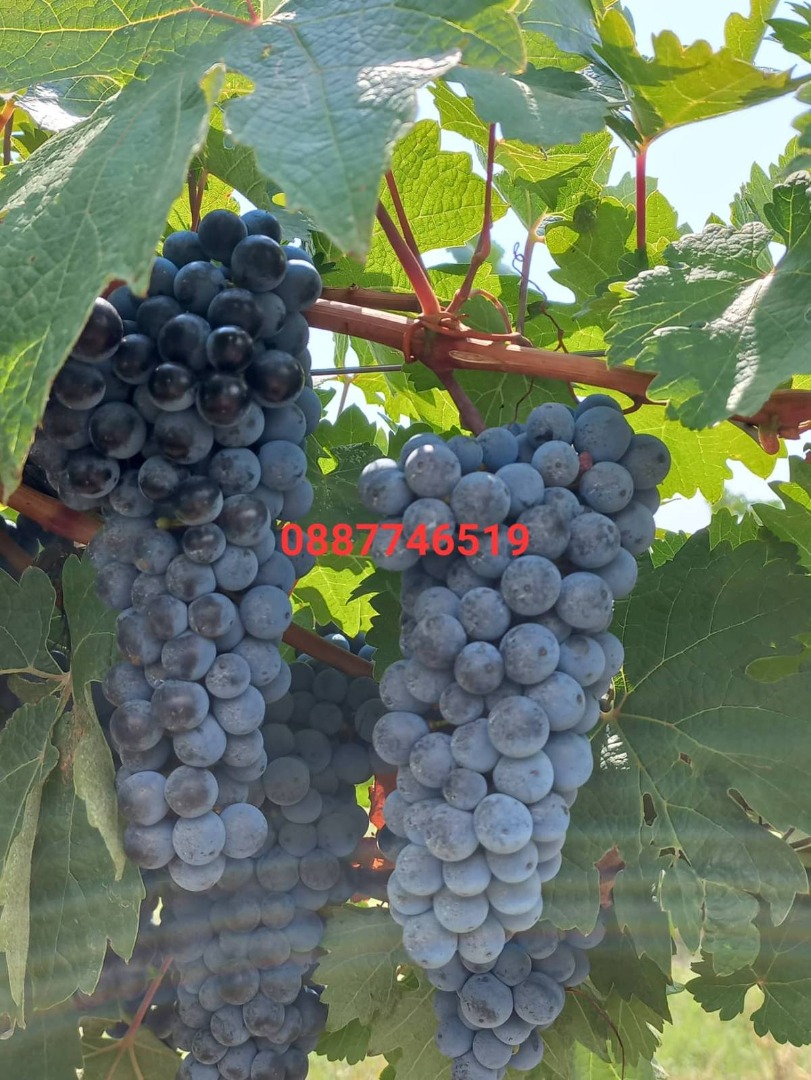 Winogrona Cabernet Sauvignon i Rkatsiteli