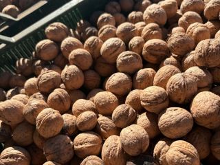 Sprzedam orzechy włoskie zbiór 2026 z własnego gospodarstwa, więcej