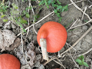 Witam, mam na sprzedaż dynie odmiany Hokkaido | Red