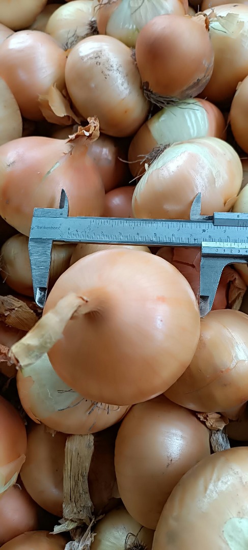 Sprzedam cebulę! Dostępne ilości tonowe