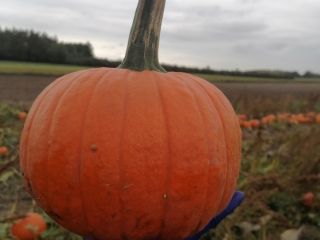Sprzedam dynie Halloween kaliber 1-10 Spitfire Gomez Racer Alladdin.