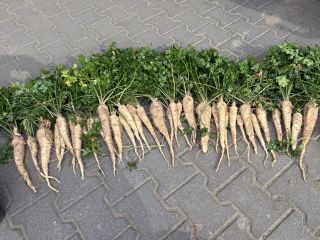 Pietruszka pomimo mocnej suszy w tym roku jest naprawdę