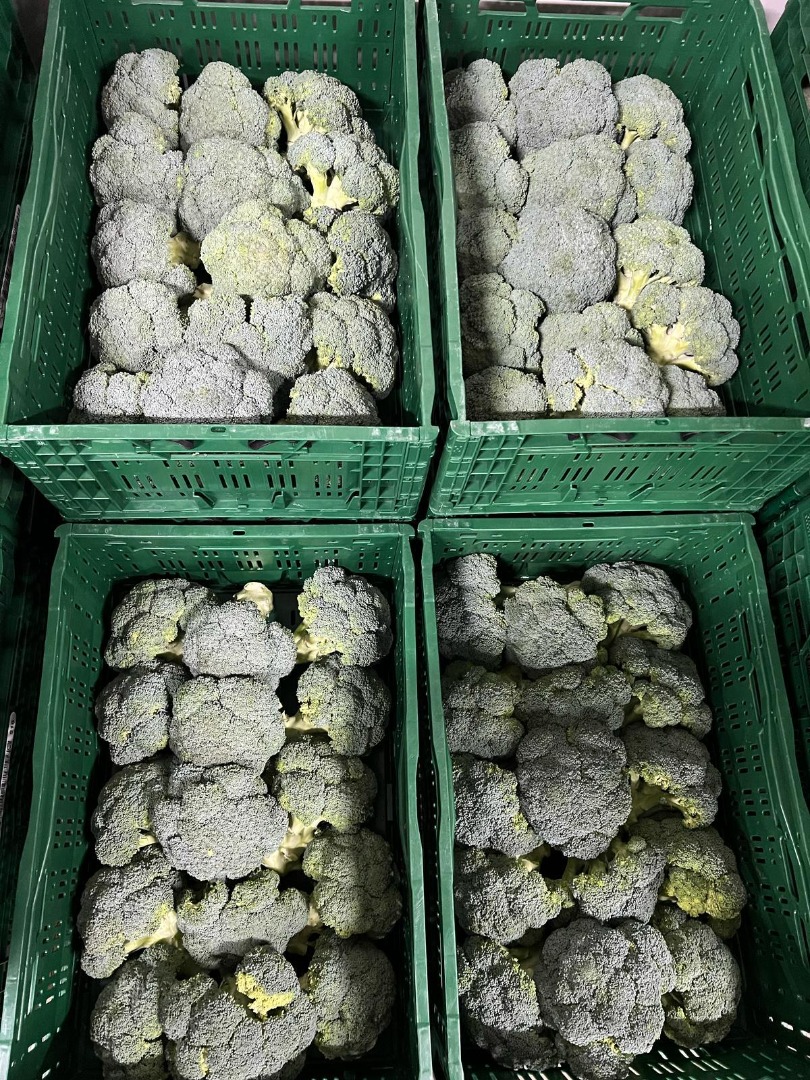 Brokuł Świeży (Eksport & Retail) o Jakość: Ścisłe, intensywnie zielone różyczki