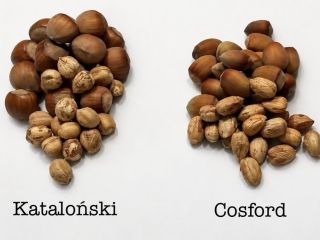 Sprzedam orzech laskowy w łupinie ilość około 10t. Odmiany