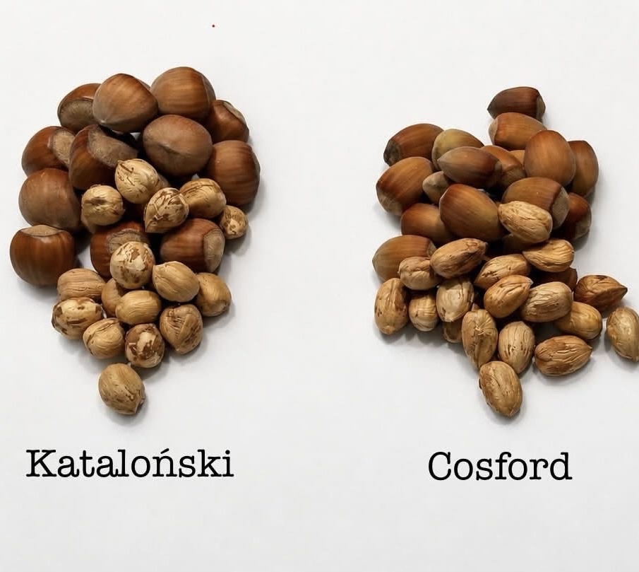 Sprzedam orzech laskowy w łupinie ilość około 10t
