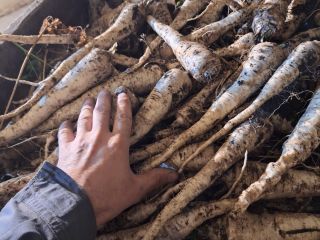 Witam serdecznie, sprzedam pietruszkę odmiany Arat, kopana za nać