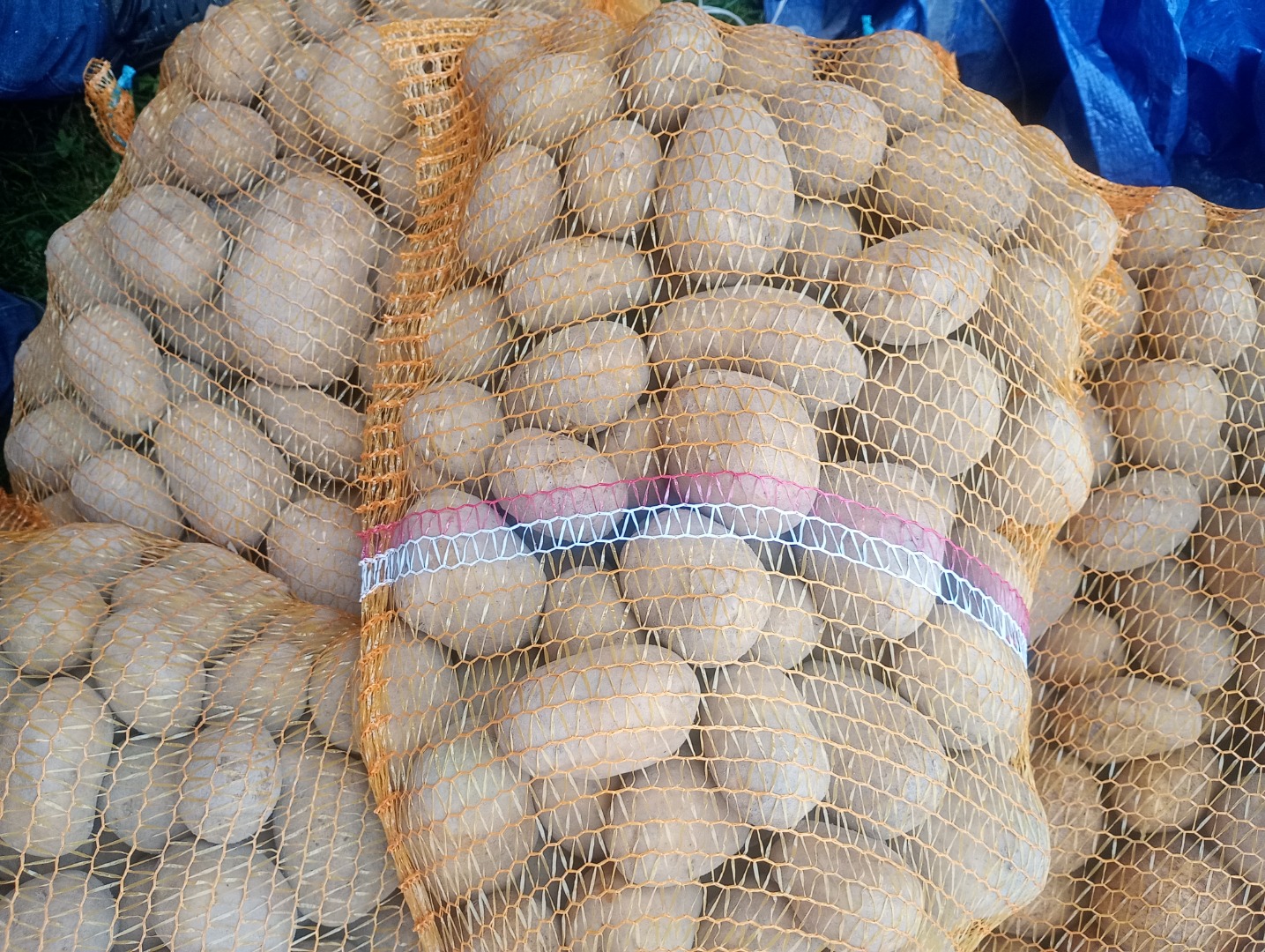 Sprzedam ziemniaki odmiana melody pakowane po 15 kg