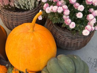 Sprzedam dynię zwyczajną jadalna, hokaido, halloweenową i ozdobną. Zapraszam