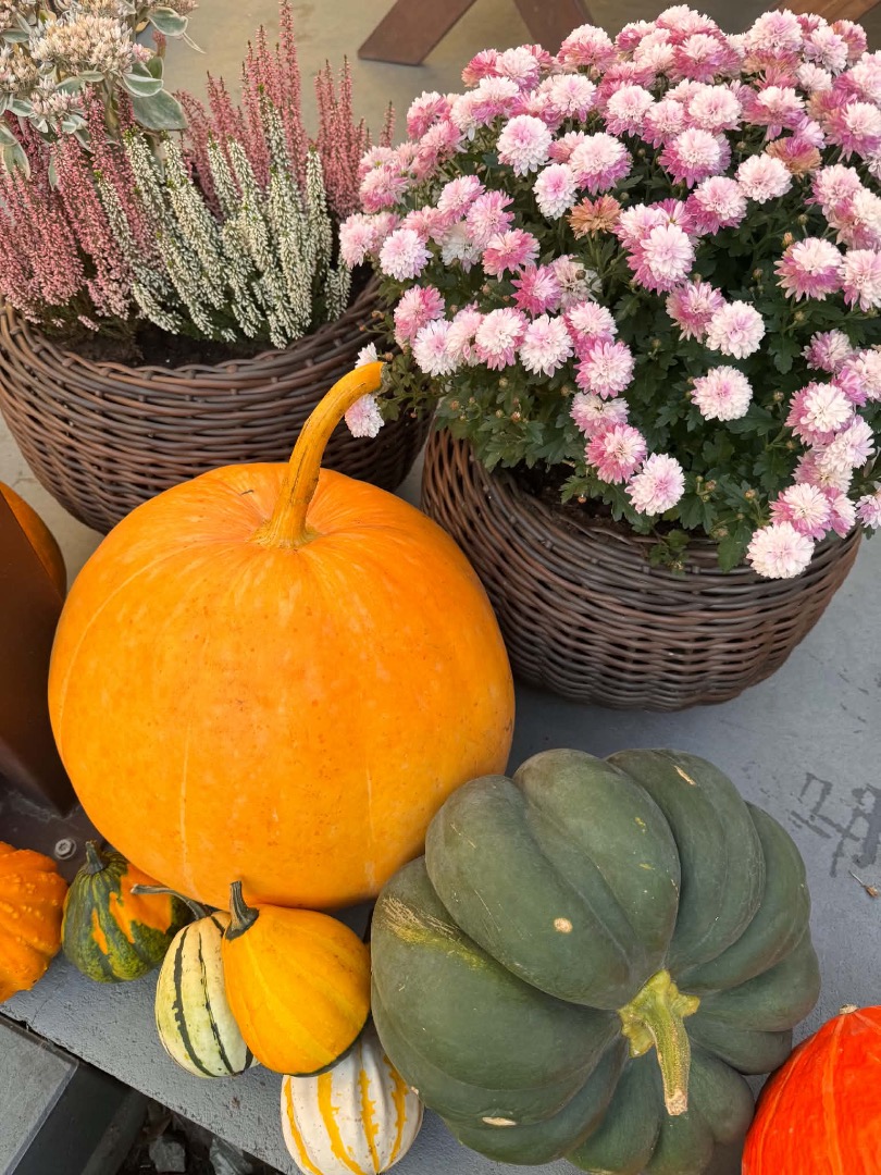Sprzedam dynię zwyczajną jadalna, hokaido, halloweenową i ozdobną